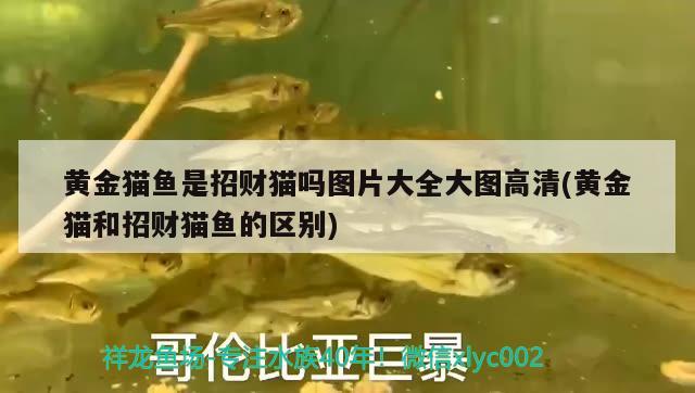 黃金貓魚是招財(cái)貓嗎圖片大全大圖高清(黃金貓和招財(cái)貓魚的區(qū)別) 黃金貓魚