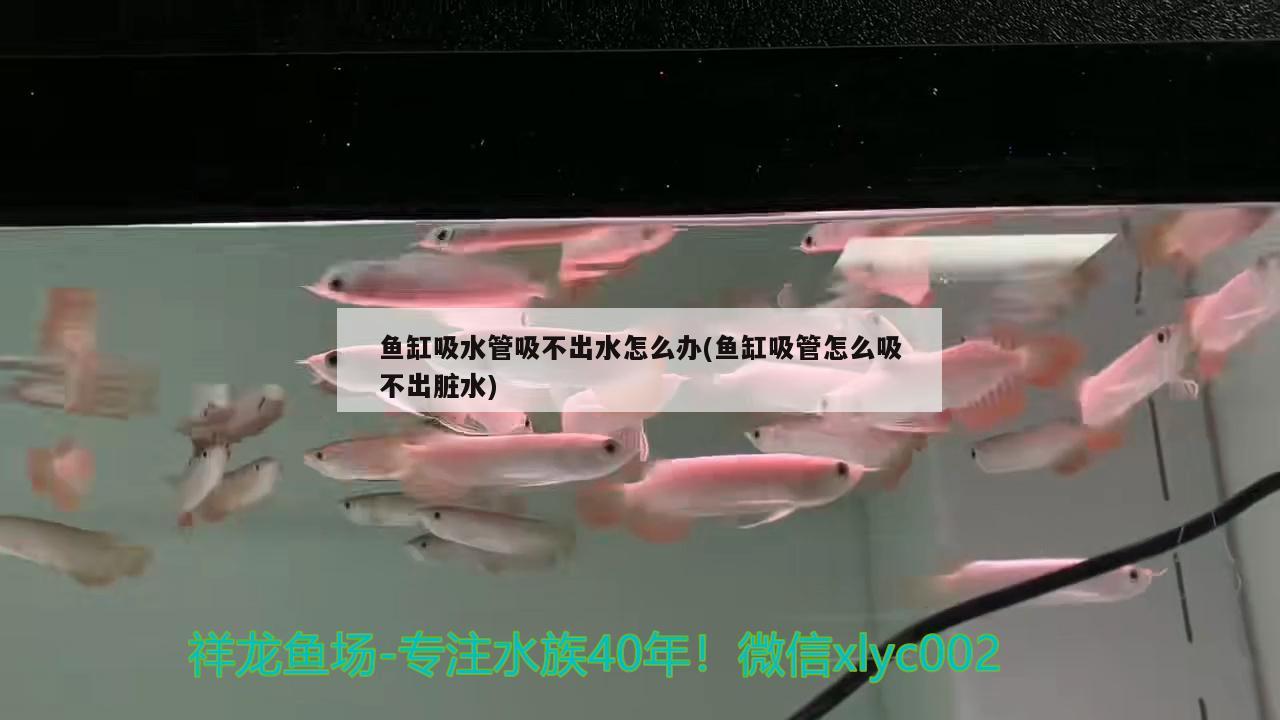 魚缸吸水管吸不出水怎么辦(魚缸吸管怎么吸不出臟水) 玫瑰銀版魚