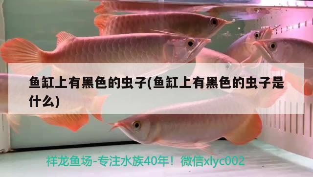 魚缸綠絲藻徹底解決方法（魚缸綠絲藻徹底解決方法有哪些） 其他品牌魚缸 第1張