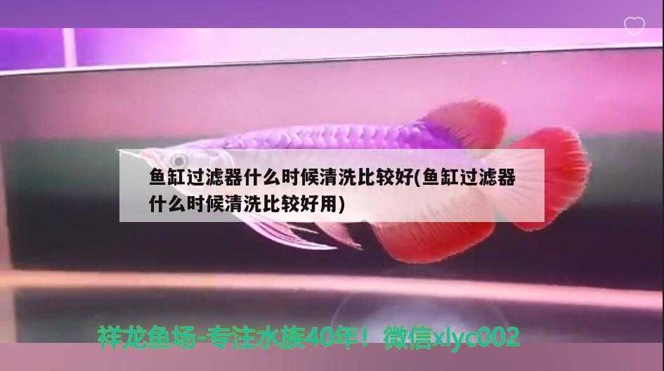 魚缸過濾器什么時候清洗比較好(魚缸過濾器什么時候清洗比較好用) 羅漢魚 第2張