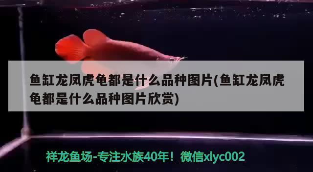 520秀恩愛老婆敢不敢再把我拍更丑點(diǎn) 紅白錦鯉魚 第1張