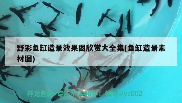 野彩魚缸造景效果圖欣賞大全集(魚缸造景素材圖) 野彩魚 第2張