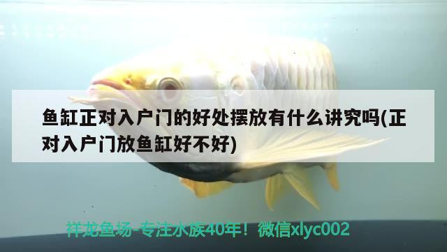 兩兄弟虎魚 虎魚百科 第2張