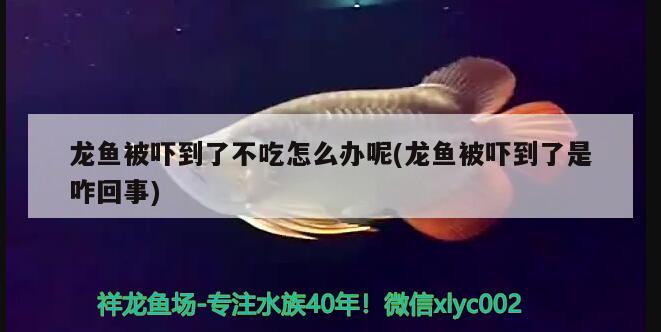 龍魚(yú)被嚇到了不吃怎么辦呢(龍魚(yú)被嚇到了是咋回事)