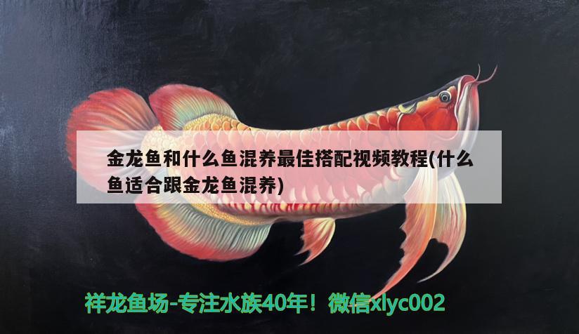 金龍魚和什么魚混養(yǎng)最佳搭配視頻教程(什么魚適合跟金龍魚混養(yǎng)) 定時器/自控系統(tǒng)