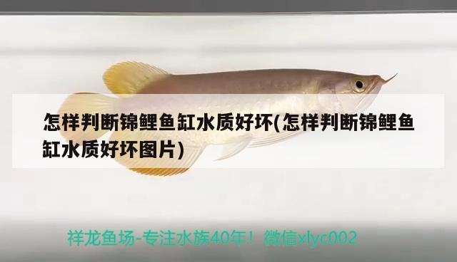 怎樣判斷錦鯉魚缸水質(zhì)好壞(怎樣判斷錦鯉魚缸水質(zhì)好壞圖片)