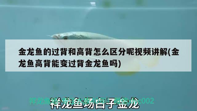 金龍魚的過背和高背怎么區(qū)分呢視頻講解(金龍魚高背能變過背金龍魚嗎) 金龍魚百科