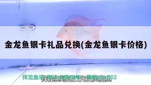 金龍魚銀卡禮品兌換(金龍魚銀卡價格) 紅眼黃化幽靈火箭魚|皇家火箭魚