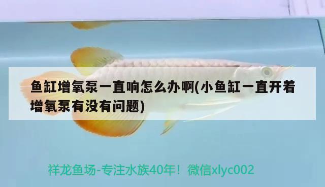 魚缸增氧泵一直響怎么辦啊(小魚缸一直開著增氧泵有沒有問題)