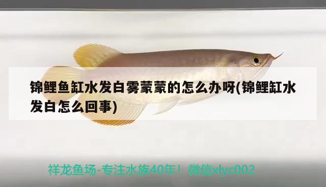 錦鯉魚(yú)缸水發(fā)白霧蒙蒙的怎么辦呀(錦鯉缸水發(fā)白怎么回事) 委內(nèi)瑞拉奧里諾三間魚(yú)