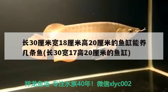 長(zhǎng)30厘米寬18厘米高20厘米的魚(yú)缸能養(yǎng)幾條魚(yú)(長(zhǎng)30寬17高20厘米的魚(yú)缸) 魚(yú)缸風(fēng)水