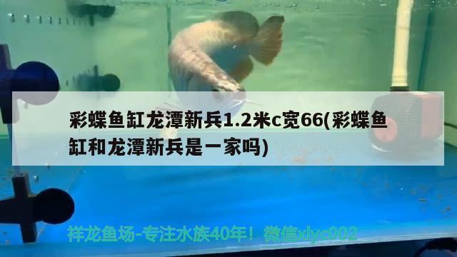 七星夜光漂晚上發(fā)光嗎照一次亮多長時間 三間鼠魚苗 第2張