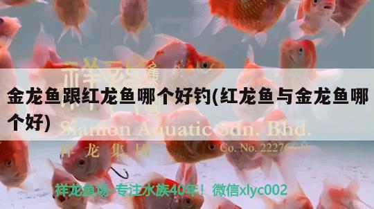 家里魚缸放在什么位置好（家里魚缸放在什么位置好視頻）