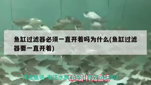 魚缸過濾器必須一直開著嗎為什么(魚缸過濾器要一直開著) 委內(nèi)瑞拉奧里諾三間魚