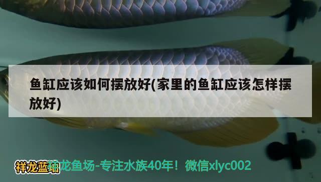 魚缸應該如何擺放好(家里的魚缸應該怎樣擺放好)