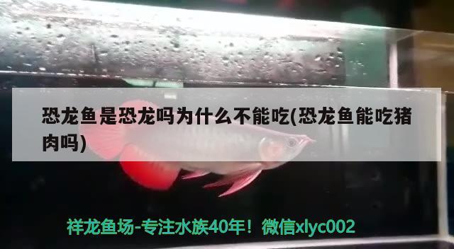 恐龍魚是恐龍嗎為什么不能吃(恐龍魚能吃豬肉嗎) 福滿鉆魚