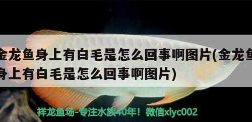 金龍魚身上有白毛是怎么回事啊圖片(金龍魚身上有白毛是怎么回事啊圖片) 潛水泵