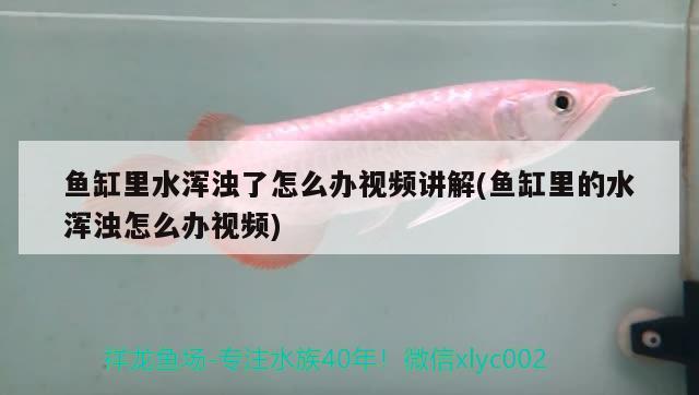 魚缸里水渾濁了怎么辦視頻講解(魚缸里的水渾濁怎么辦視頻) 大嘴鯨魚