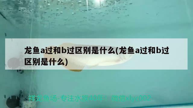 aj紅黑小丑價(jià)格表(aj1小丑黑紅鴛鴦) 觀賞魚(yú) 第2張