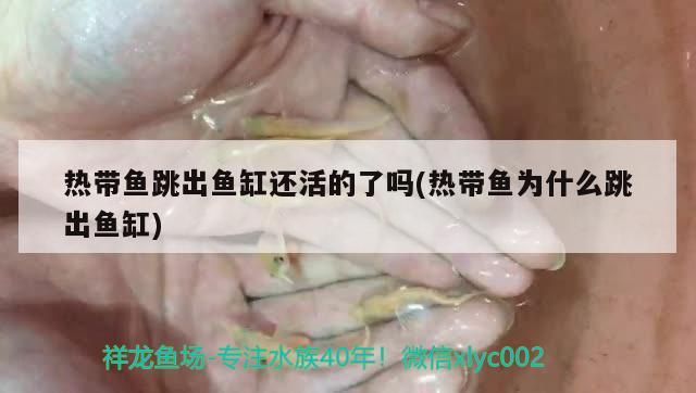 熱帶魚跳出魚缸還活的了嗎(熱帶魚為什么跳出魚缸)