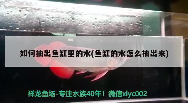 如何抽出魚缸里的水(魚缸的水怎么抽出來) 新加坡號半紅龍魚（練手級紅龍魚）