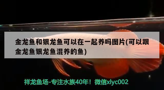 金龍魚和銀龍魚可以在一起養(yǎng)嗎圖片(可以跟金龍魚銀龍魚混養(yǎng)的魚) 銀龍魚百科 第2張