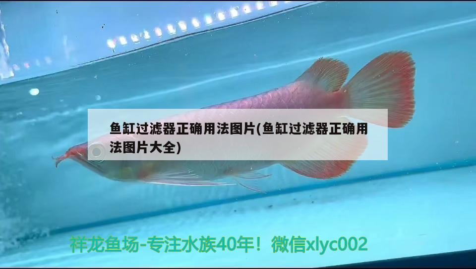 魚缸過濾器正確用法圖片(魚缸過濾器正確用法圖片大全)