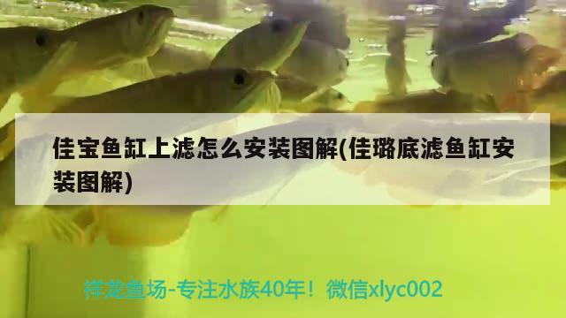 佳寶魚缸上濾怎么安裝圖解(佳璐底濾魚缸安裝圖解) 財神鸚鵡魚