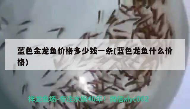 魟魚怎么養(yǎng):魟魚的飼養(yǎng):魟魚飼養(yǎng):魟魚:觀賞魚百科