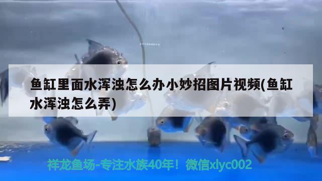 魚缸里面水渾濁怎么辦小妙招圖片視頻(魚缸水渾濁怎么弄)