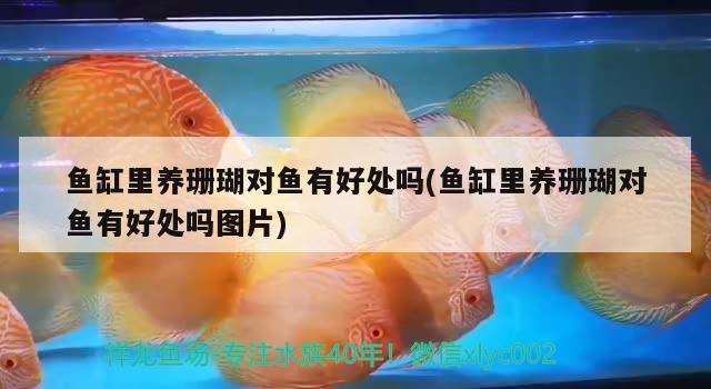 魚缸里養(yǎng)珊瑚對魚有好處嗎(魚缸里養(yǎng)珊瑚對魚有好處嗎圖片) 噴點(diǎn)菠蘿魚