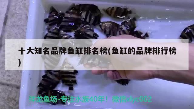 十大知名品牌魚缸排名榜(魚缸的品牌排行榜) 夢幻雷龍魚