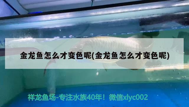 金龍魚怎么才變色呢(金龍魚怎么才變色呢) 杰西卡恐龍魚