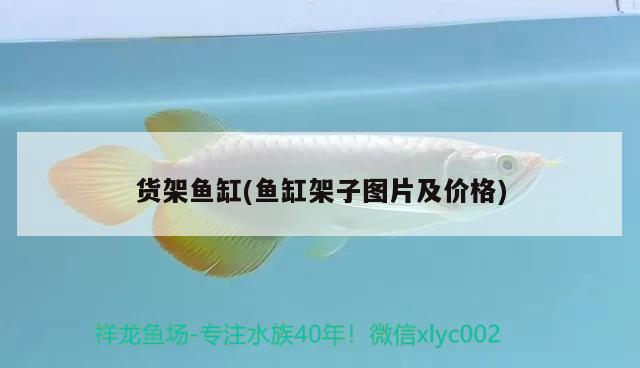 貨架魚缸(魚缸架子圖片及價(jià)格) 紅白錦鯉魚