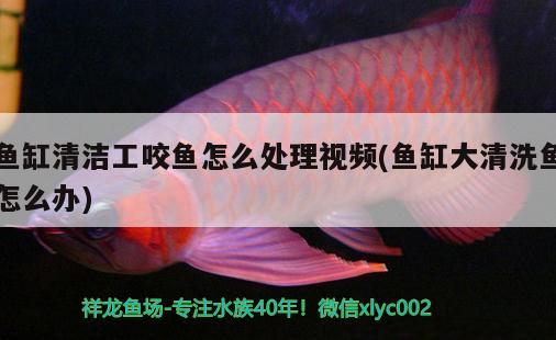 魚缸清潔工咬魚怎么處理視頻(魚缸大清洗魚怎么辦)