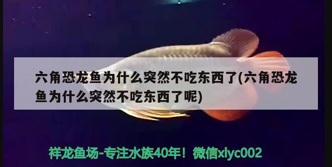 六角恐龍魚為什么突然不吃東西了(六角恐龍魚為什么突然不吃東西了呢)