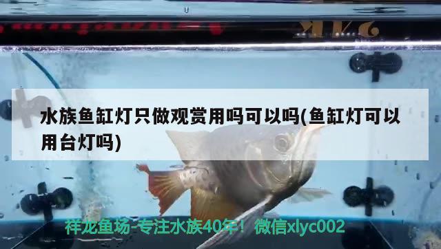 水族魚缸燈只做觀賞用嗎可以嗎(魚缸燈可以用臺燈嗎)