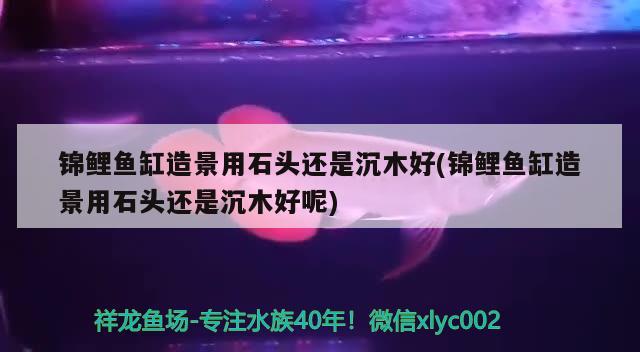 西安北郊魚缸批發(fā)市場（我特想知道在 西安市那里有制作魚缸的） 玫瑰銀版魚 第1張