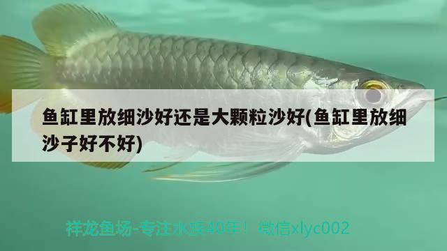 銅錢草魚缸圖片 銅錢草魚缸圖片欣賞 養(yǎng)魚的好處 第1張