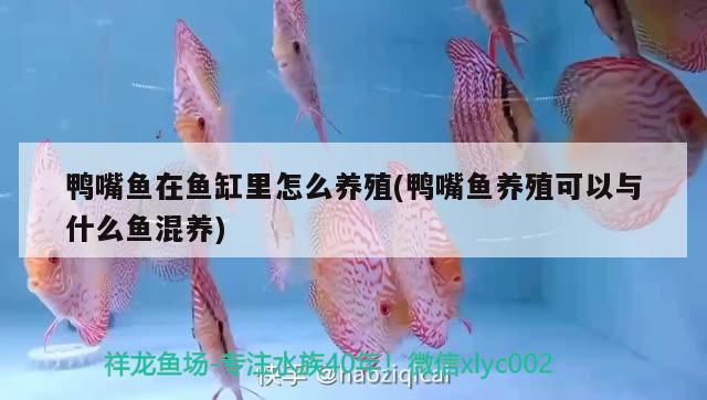 鴨嘴魚在魚缸里怎么養(yǎng)殖(鴨嘴魚養(yǎng)殖可以與什么魚混養(yǎng)) 生態(tài)瓶/創(chuàng)意缸/桌面微景缸