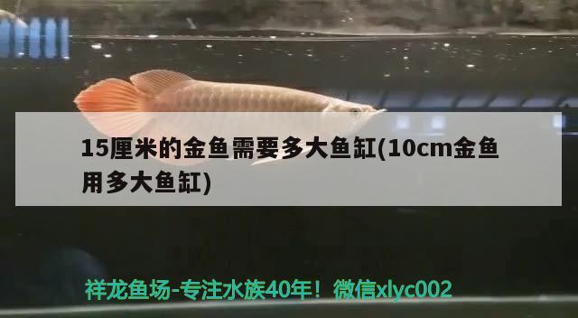 魚缸黑底白背景（七彩魚缸用什么背景） 魚缸百科 第3張