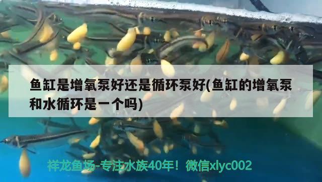 銀龍魚頭部有白點(diǎn)(銀龍魚頭部有白點(diǎn)怎么回事) 銀龍魚 第2張