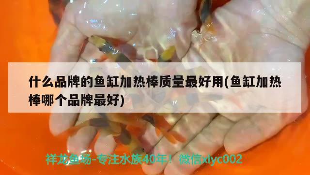 發(fā)財魚用多大的魚缸(發(fā)財魚用多大的魚缸最好) 黑水素