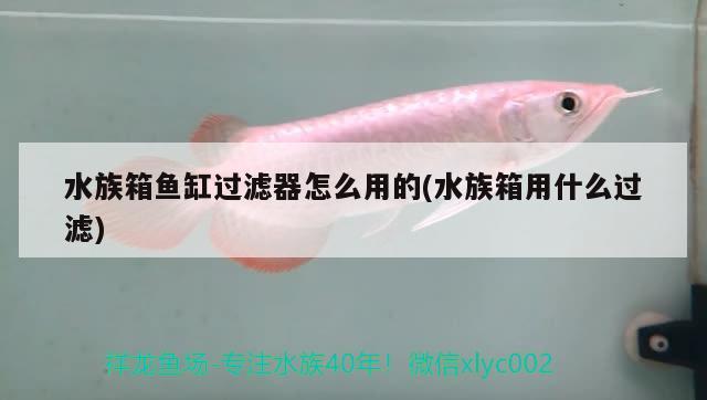 水族箱魚缸過(guò)濾器怎么用的(水族箱用什么過(guò)濾) 魚缸/水族箱