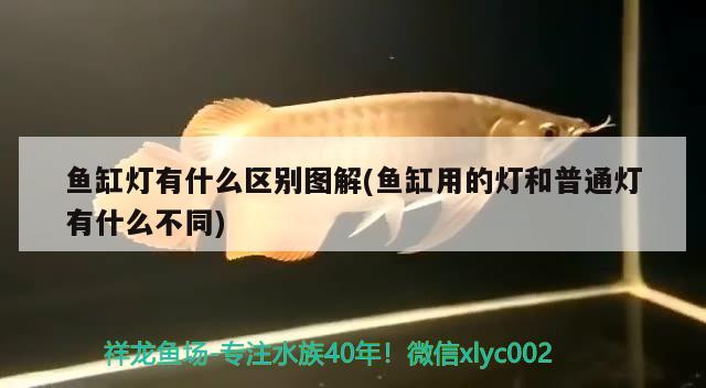 魚缸燈有什么區(qū)別圖解(魚缸用的燈和普通燈有什么不同) 銀龍魚