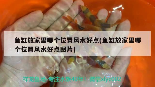 魚缸放家里哪個位置風水好點(魚缸放家里哪個位置風水好點圖片) 魚缸風水