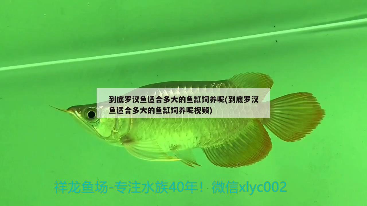 換個新缸不再憋屈了 泰國雪鯽魚 第2張