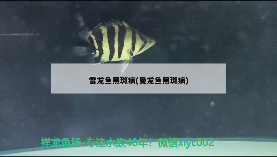 雷龍魚黑斑病(曼龍魚黑斑病) 祥龍水族護(hù)理水 第2張