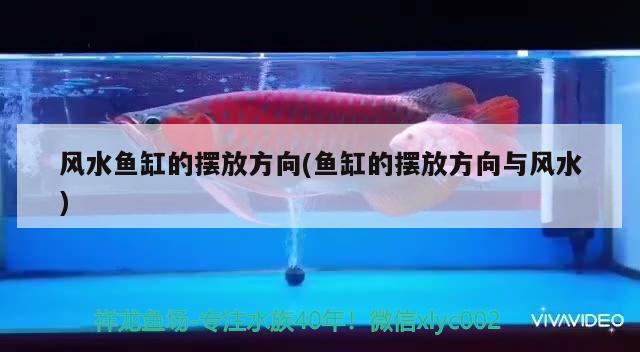 虎魚(yú)怎么總是頭朝上游 虎魚(yú)百科 第4張