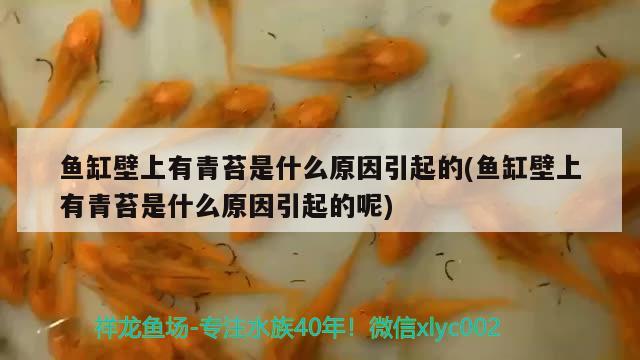 魚(yú)缸壁上有青苔是什么原因引起的(魚(yú)缸壁上有青苔是什么原因引起的呢)